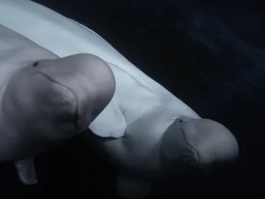 Little Grey & Little White