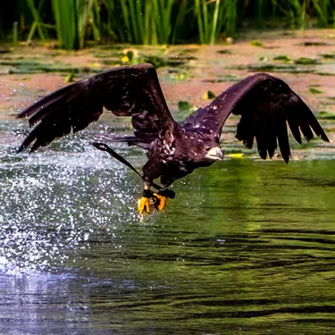 The Falconers Quest