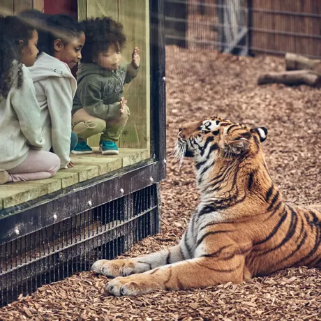 Land Of The Tiger And Tiger Rock At Cwoar 3