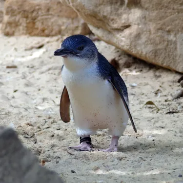 Penguins at SEA LIFE Weymouth