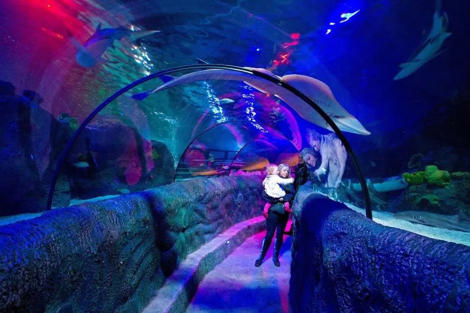 Ocean Tunnel at SEA LIFE Loch Lomond