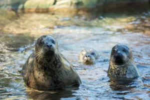 Breakfast with the Seals at SEA LIFE Weymouth