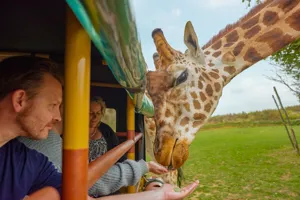 Giraffe Feeding at Chessington World of Adventures Resort