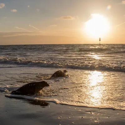 Seals at the Beach