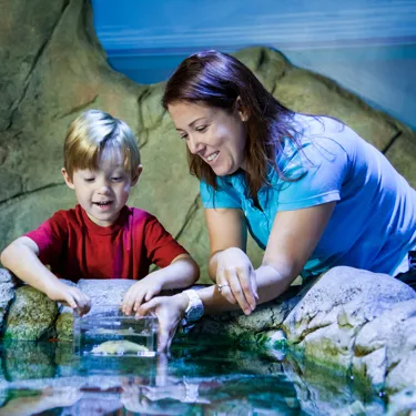 Touchpool at the National SEA LIFE Centre Birmingham