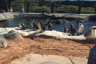 Penguins at SEA LIFE Scarborough