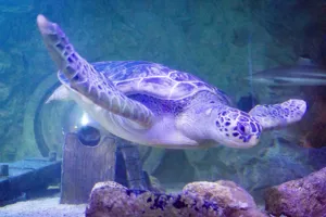 Turtle at SEA LIFE Blackpool