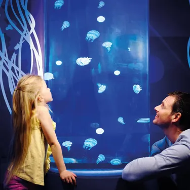 Jellyfish at the National SEA LIFE Centre Birmingham