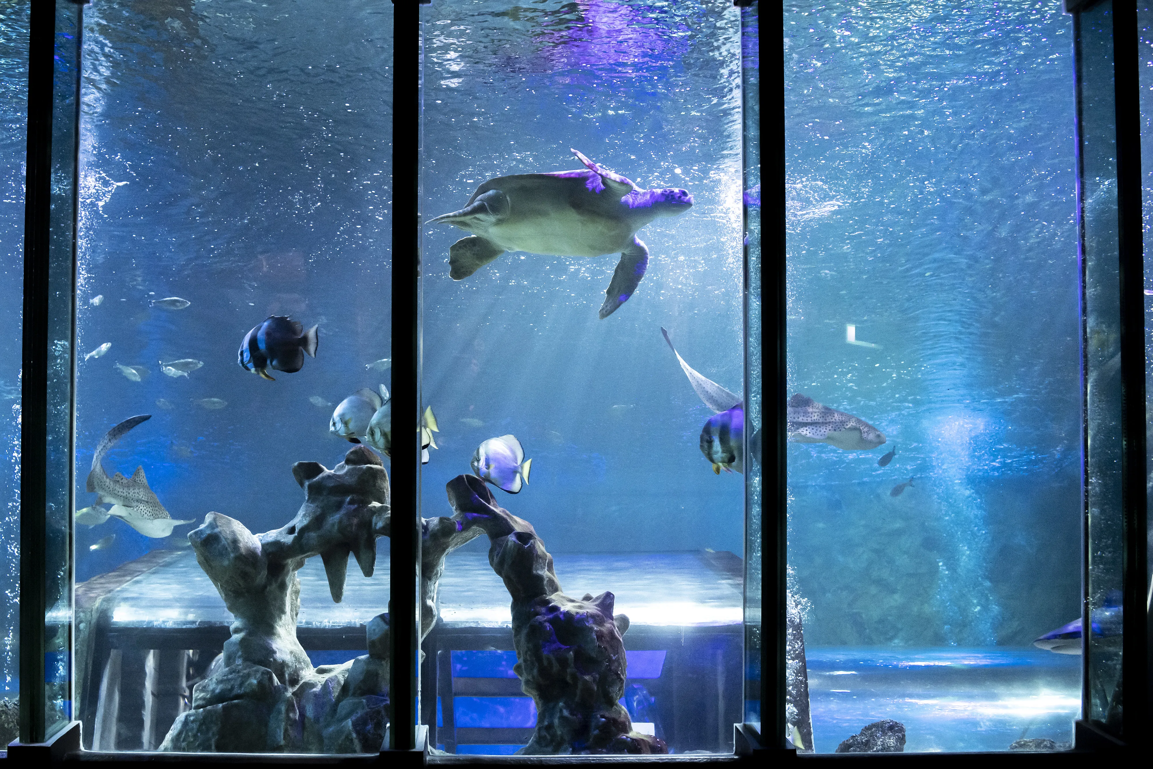 SEA LIFE Blackpool Header