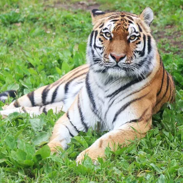 Amur Tiger at Chessington World of Adventures Resort