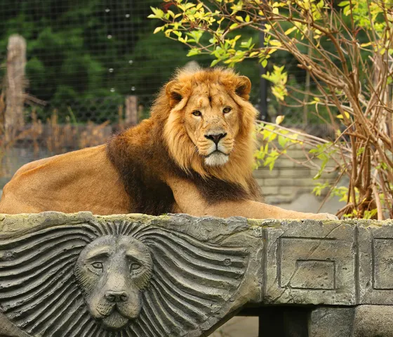 Kamal, An Asiatic Lion At Chessington World Of Adventures Resort