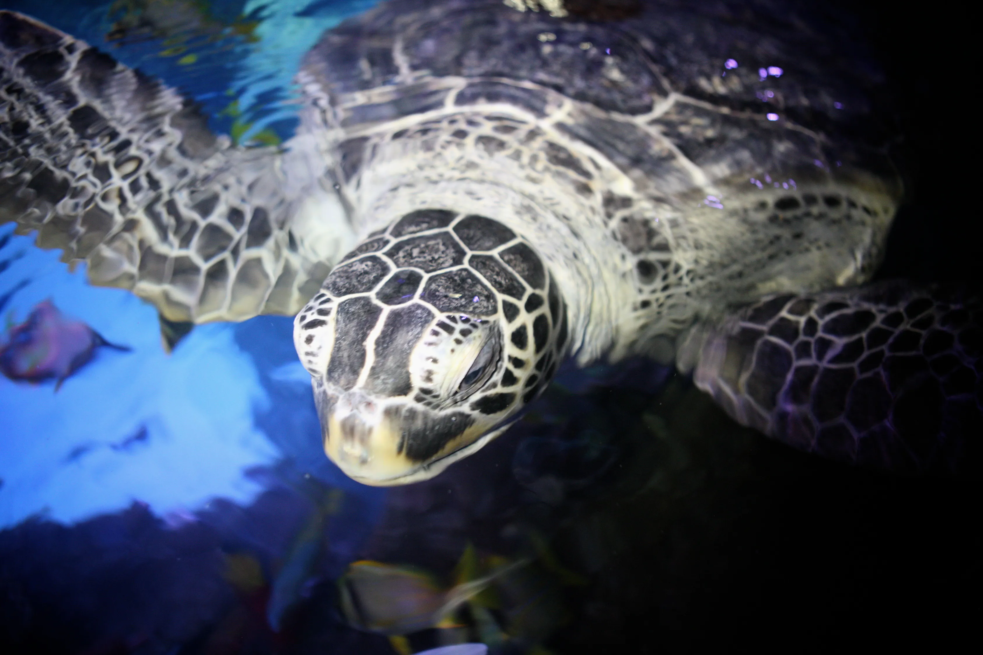 Turtle at SEA LIFE Great Yarmouth
