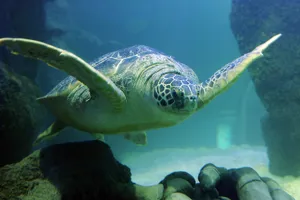 Turtle at SEA LIFE Manchester