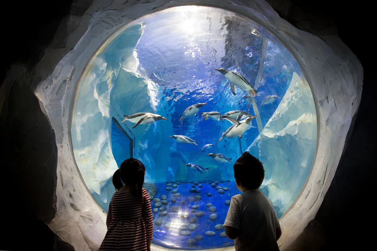 Penguins at the National SEA LIFE Centre Birmingham