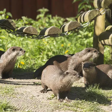 Otters at SEA LIFE Weymouth