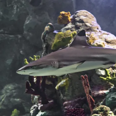 Shark at SEA LIFE Manchester
