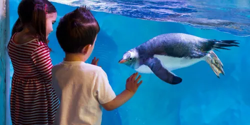 Penguin at the National SEA LIFE Centre Birmingham