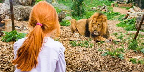 Kamal, An Asiatic Lion At Chessington World Of Adventures Resort